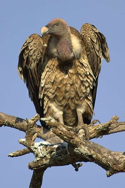 Le vautour de Rüppel peut voler jusqu'à 11.000 mètres d'altitude, voire plus. © RPS, Wikimedia, CC by-sa 2.5