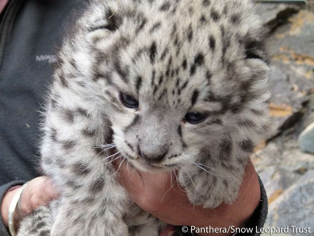 comment s appelle bebe leopard