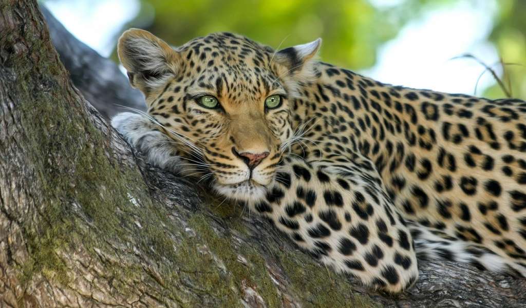 leopard - Image