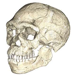 Le crâne des fossiles de Jebel Irhoud ressemble beaucoup, par la face et la dentition, aux Hommes modernes. En revanche, la forme du crâne est un peu différente. © Philipp Gunz, MPI EVA Leipzig, CC by-SA 2.0