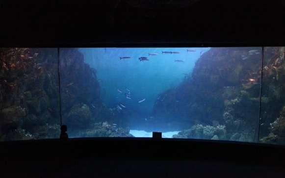 L’aquarium plein en fin d’expérience, au National Marine Aquarium de Plymouth, retient plus l’attention des visiteurs, fascinés. © Cracknell et al. 2015, Environment & Behavior, CC by nc 3.0