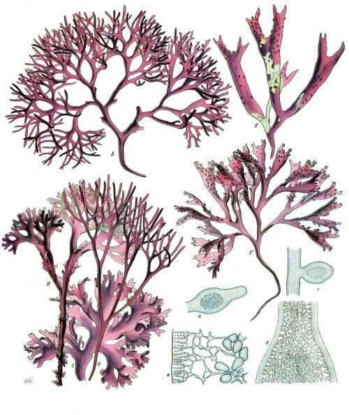 Parmi les découvertes, des espèces du genre Gelidium d'algues rouges, des Rhodophytes (ici, une planche illustratrice de Chondrus crispus). © Franz Eugen Köhler, Köhler's Medizinal-Pflanzen, domaine public
