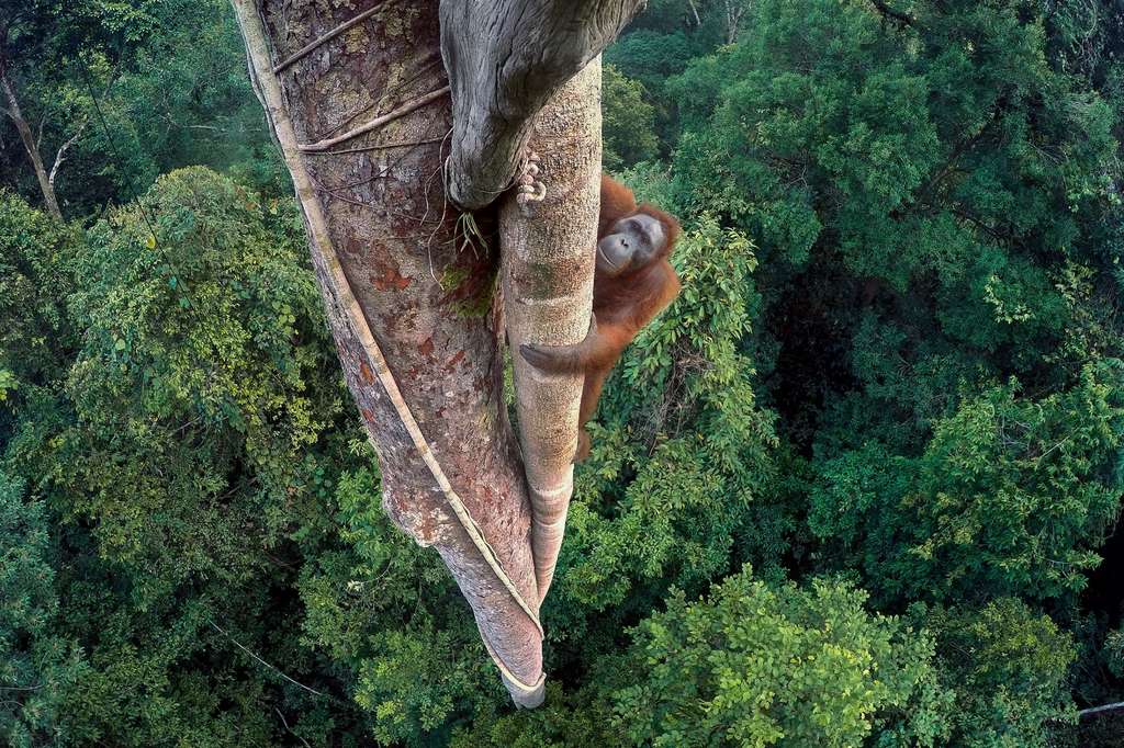 Grand prix du jury. Jeune mâle orang-outan photographié alors qu’il se rend dans la canopée pour faire ses courses. © Tim Laman, 2016 Wildlife Photographer of the Year