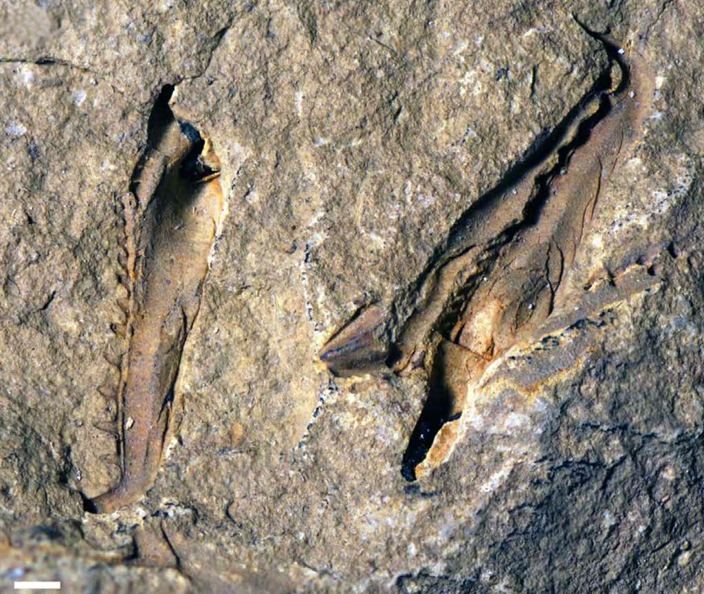 Deux scolécodontes, c’est-à-dire une mâchoire fossile d’un ver marin. La barre d’échelle blanche, en bas à droite, mesure 1 mm. Ces deux lames coupantes atteignent le centimètre et appartenaient, il y a 400 millions d’années, à un ver marin eunicidé disparu, Websteroprion armstrongi. © Luke Parry