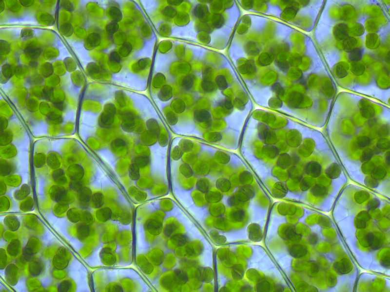 Les chloroplastes sont le lieu de la photosynthèse des végétaux. Ils sont ici très visibles, à l'intérieur de cellules végétales. © Kristian Peters, Wikimedia, CC by-sa 3.0