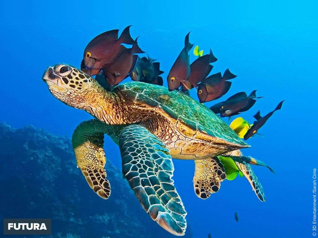 clipart tortue de mer - photo #38