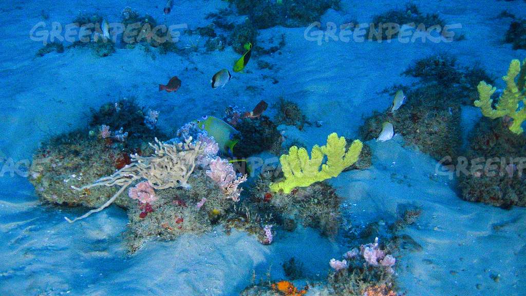 Des éponges et des rhodophytes du récif de l'Amazone. © Greenpeace