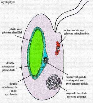 Schéma de cryptophyte. © DR