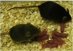 Les souris nées par cette méthode sont en bonne santé et peuvent se reproduire. © Tony Perry, University of Bath