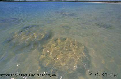 Stromatolites du lac Thetis (sud de l'Australie). © C. König