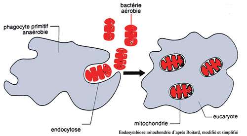 Endosymbiose entre mitochondrie (cellule eucaryote) et cellule primitive (cellule procaryote). Le même mécanisme serait à l'origine des cyanobactéries. © DR