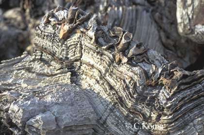 Stromatolites d'Otjitotongwe, en Namibie. © C. König