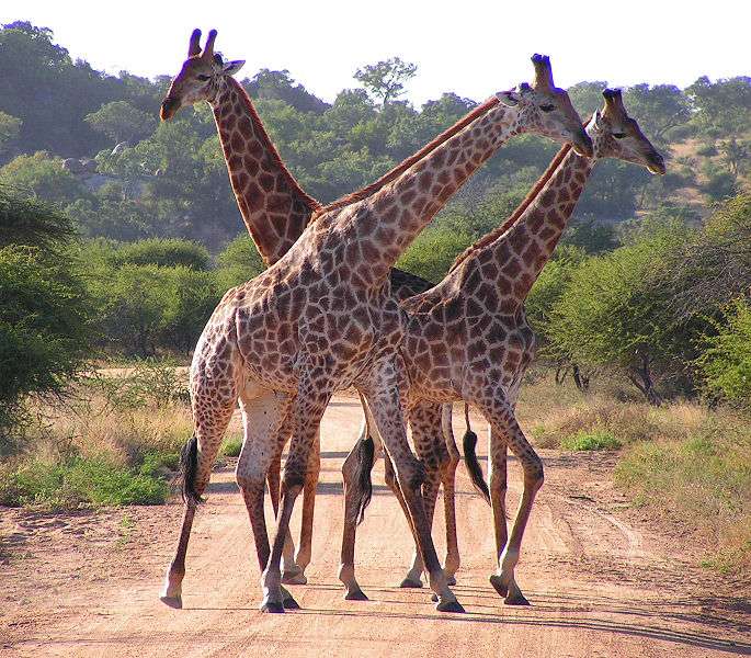Girafe avec son petit, le girafon - Photos Futura