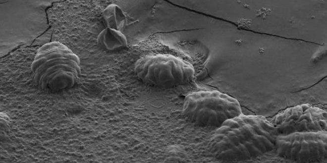 Six tardigrades déshydratés. Tête et pattes sont recroquevillées sous la cuticule. Dans les cellules, le métabolisme est figé dans une matrice vitreuse. © Thomas Boothby