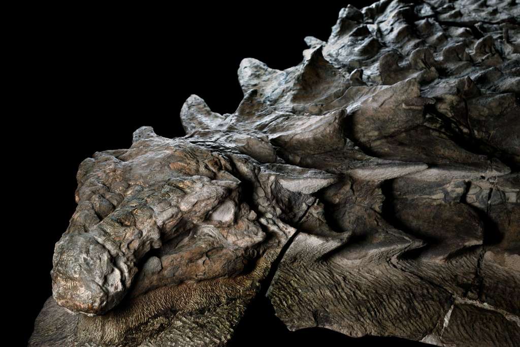 La tête et le cou de ce nodosaure, couverts d’écailles en pointes, semblent ceux d'un reptile mort récemment. L’animal est pourtant mort il y a plus 110 millions d’années. © National Geographic, Royal Tyrrell Museum