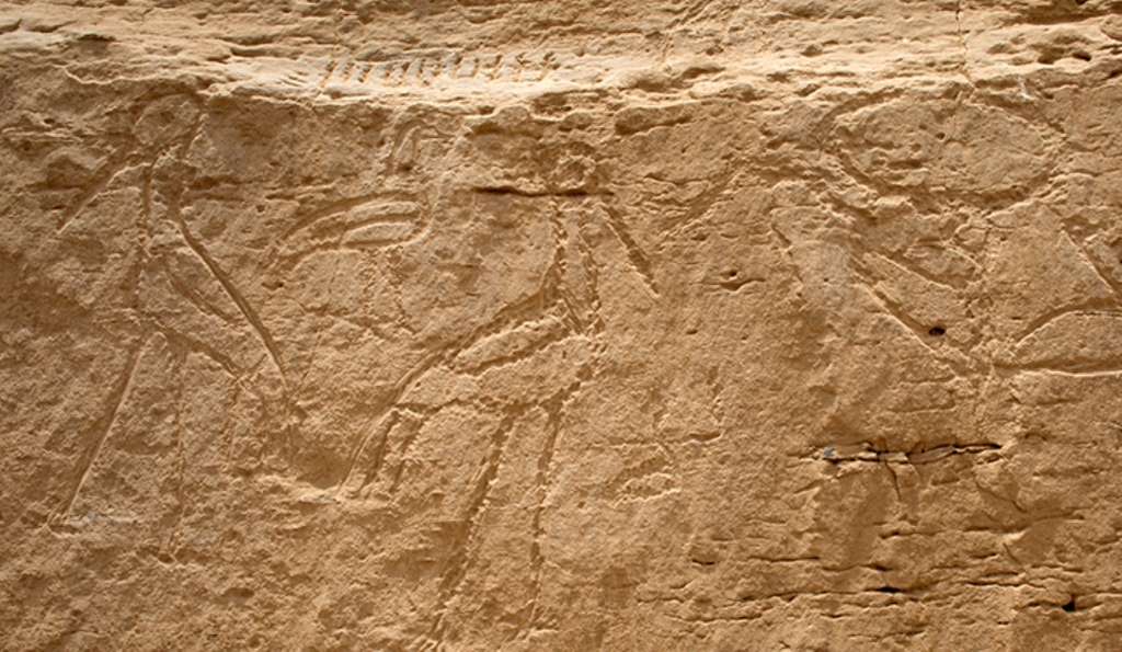 Gros plan sur les hiéroglyphes géants de Nekheb. © Yale University