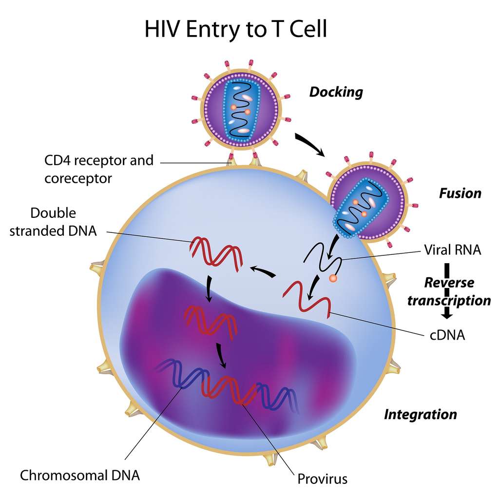 Lors de l’infection par le VIH, l’ARN du génome est rétrotranscrit en ADN. Celui-ci est ensuite inséré dans le génome de la cellule hôte sous la forme du provirus. © Alila Medical Media, Shutterstock