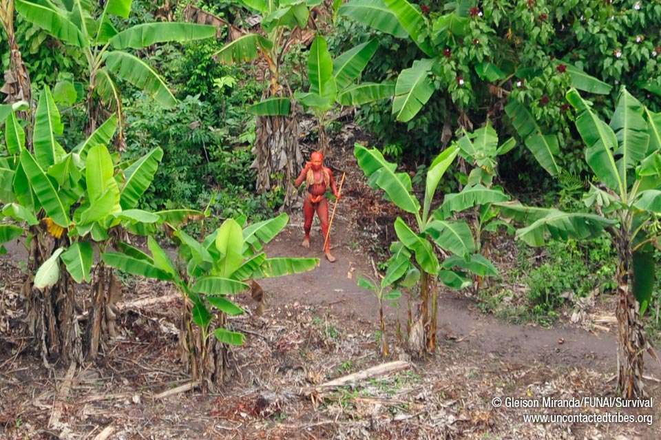 Un Indien, enduit de roucou, une peinture corporelle rouge, photographié au milieu d'une bananeraie. © Gleison Miranda/Funai/Survival (site Survival France)
