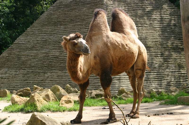 Les chameaux de Bactriane ont deux bosses, contrairement aux chameaux d'Arabie. Ils auraient besoin de plus d'énergie pour résister au froid des déserts de Mongolie et de Chine. © Emmanuel Faivre, Wikipédia, GNU 1.2