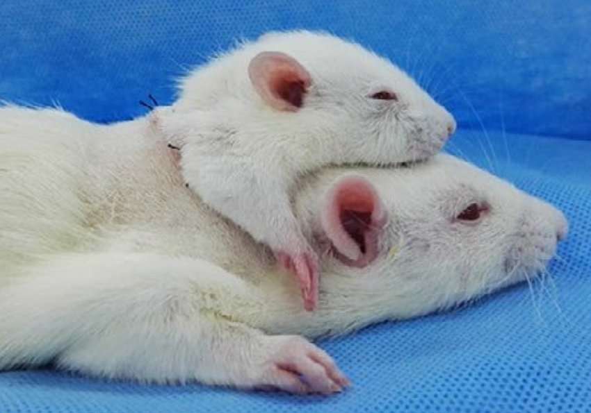 Dans un article paru en avril 2017, les auteurs décrivent un rat sur lequel a été greffée une deuxième tête. © Li et al., CNS Neuroscience & Therapeutics 2017