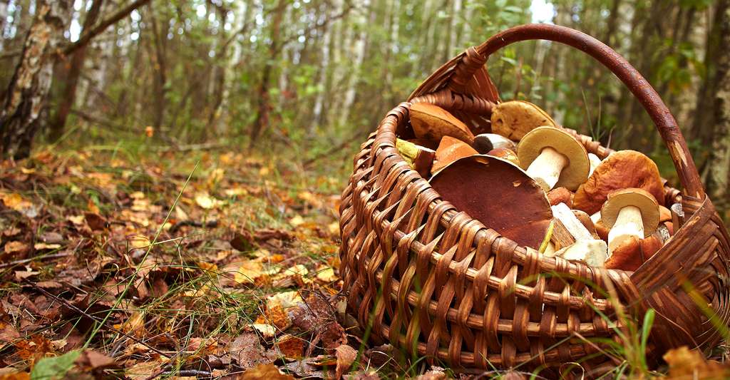 La cueillette des champignons en forêt est une activité très plaisante. © Allstars, Shutterstock