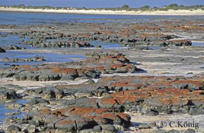 Stromatolites de Shark Bay. © C. König