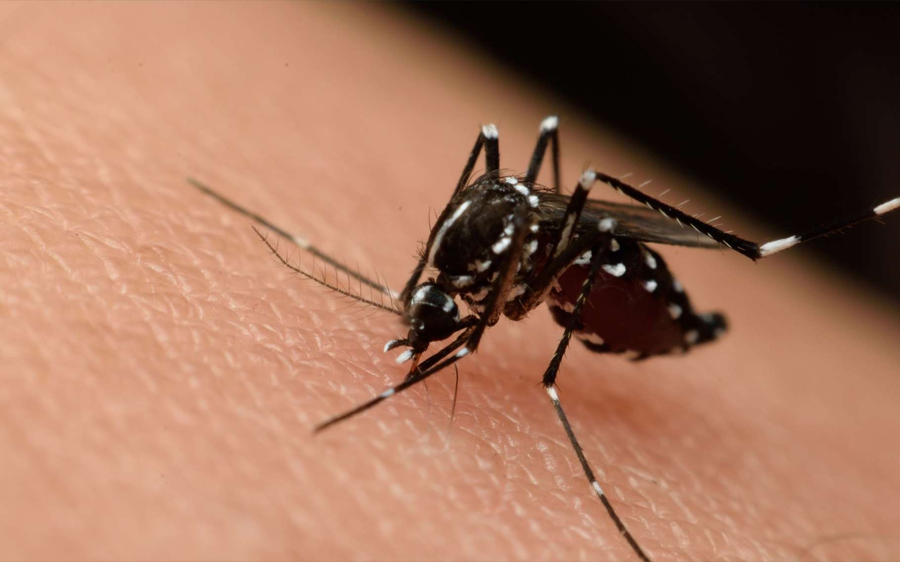 Zika : pourquoi l'OMS estime que ce n'est plus une urgence mondiale