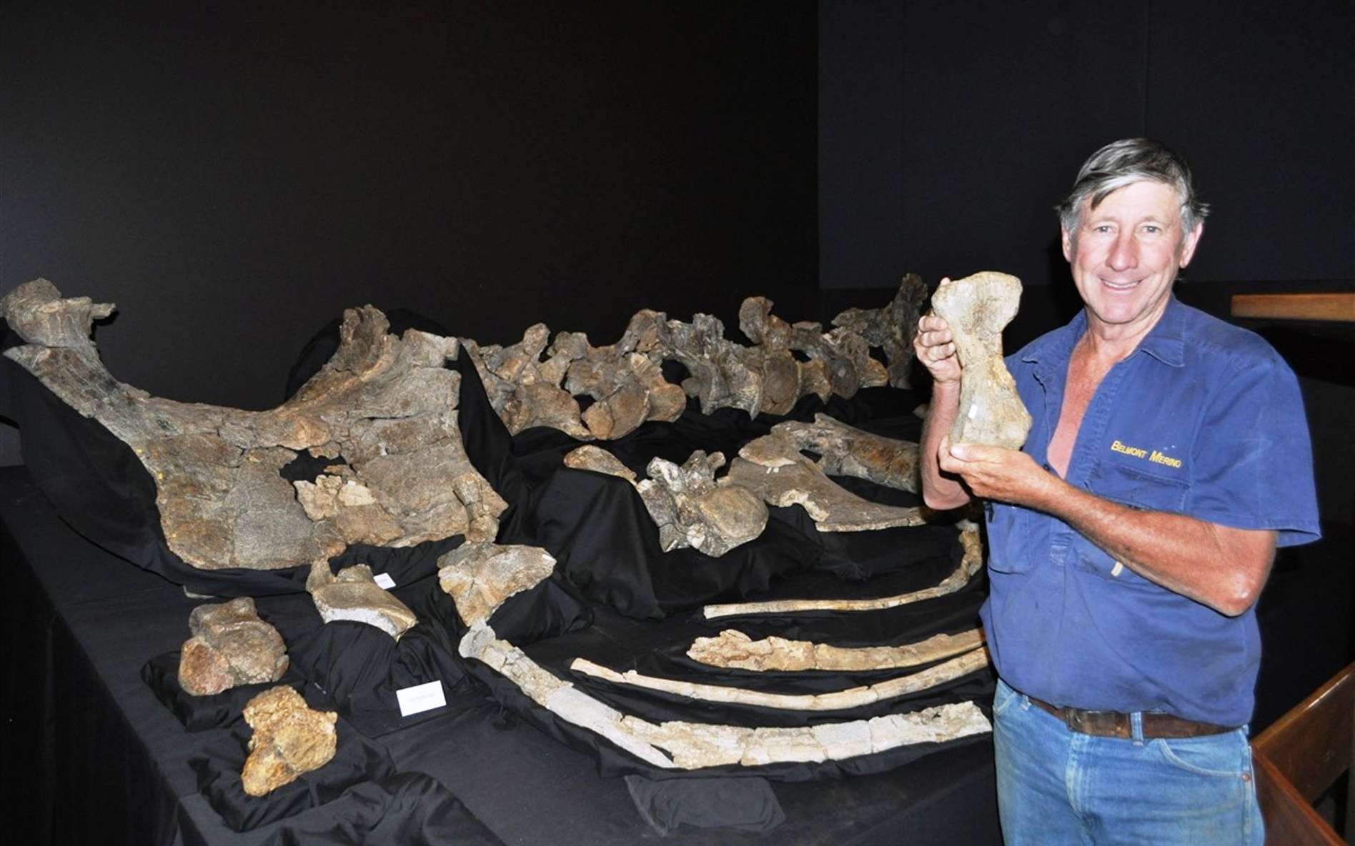 Un nouveau dinosaure à long cou découvert en Australie