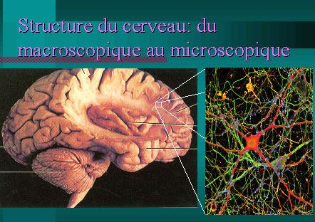 La structure du cerveau. © DR