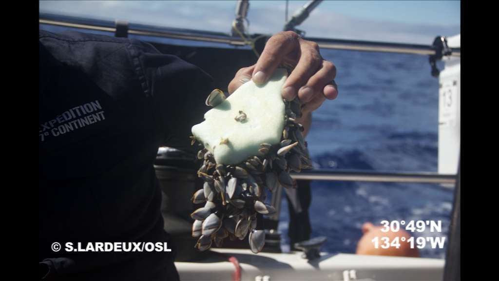 Ce macrodéchet de plastique a été découvert dans la zone d'accumulation est de l'océan Pacifique, durant l'expédition 7e continent, le mois dernier. Les mollusques s'en servent au même titre que les rochers ou récifs. Ces déchets de plastique sont aujourd'hui de véritables nouveaux récifs, nids de microbes en tout genre, tels que le choléra. © Soizic Lardeux, OSL