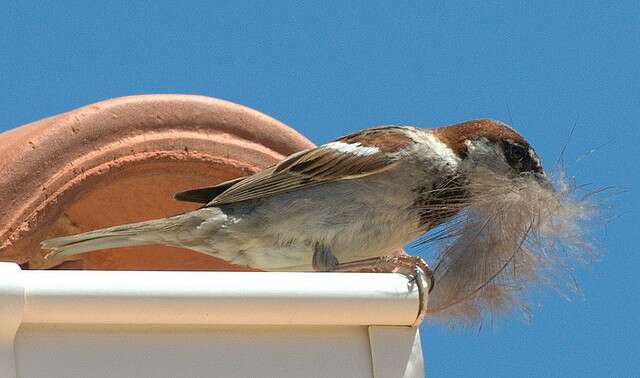 Les oiseaux utilisent aussi des plumes pour fabriquer leurs nids. © guymoll, Flickr, cc by 2.0