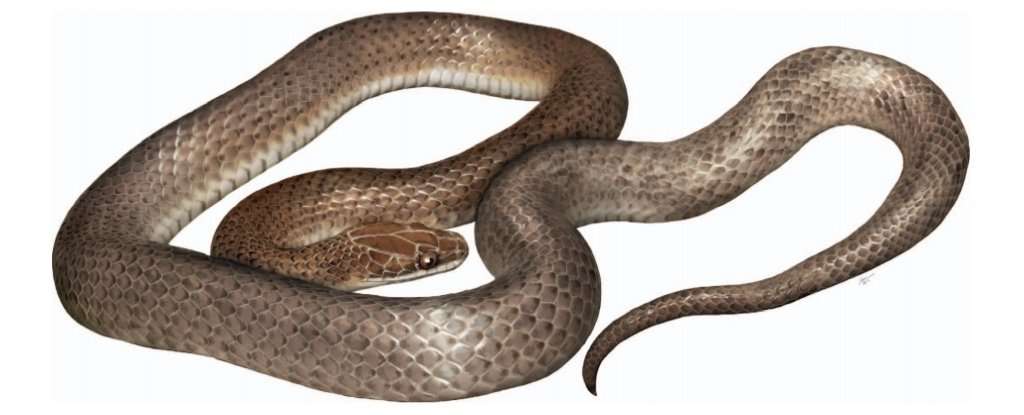 Reconstruction artistique de la nouvelle espÃ¨ce Cenaspis aenigma, le Â« mystÃ©rieux serpent repas Â». Â© Campbell et al., Journal of Herpetology