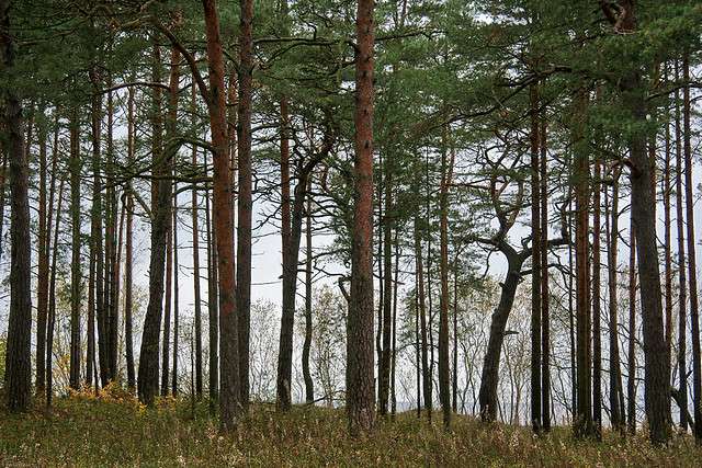 La forêt de pins