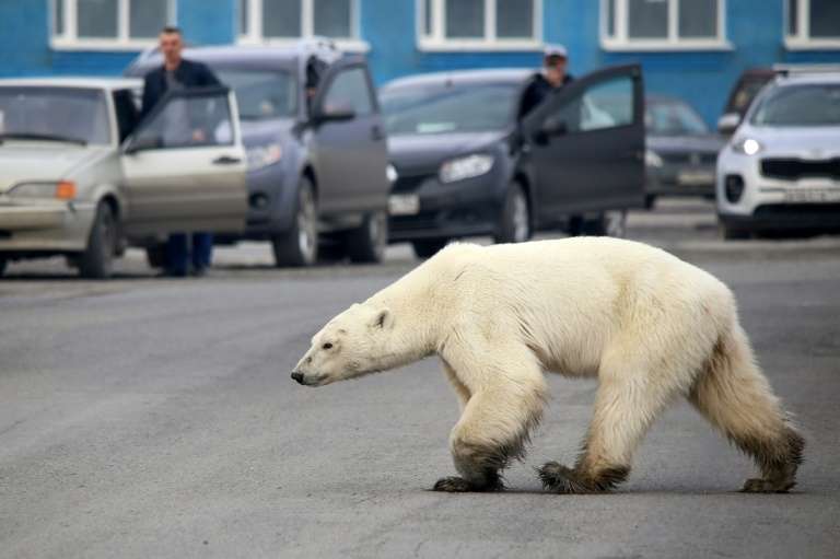 Un ours polaire affamé perdu à des centaines de kilomètres de la banquise