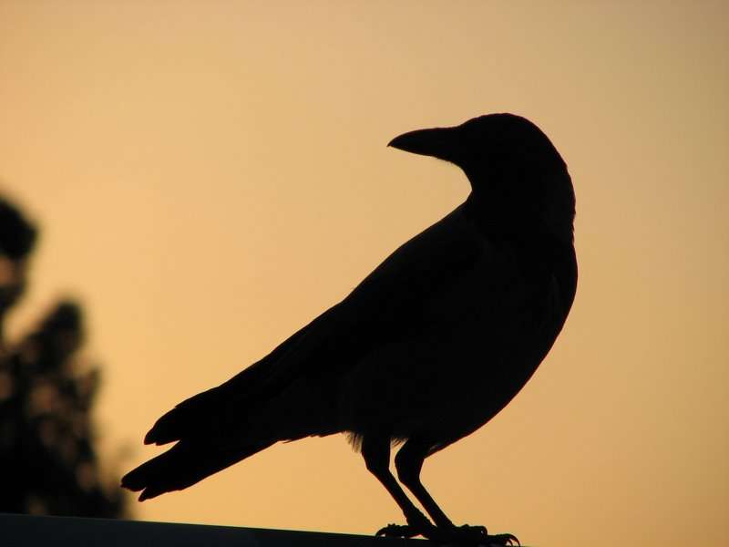 RÃ©sultat de recherche d'images pour "corbeau"