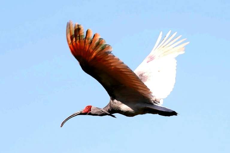 ibis-nippon-coree