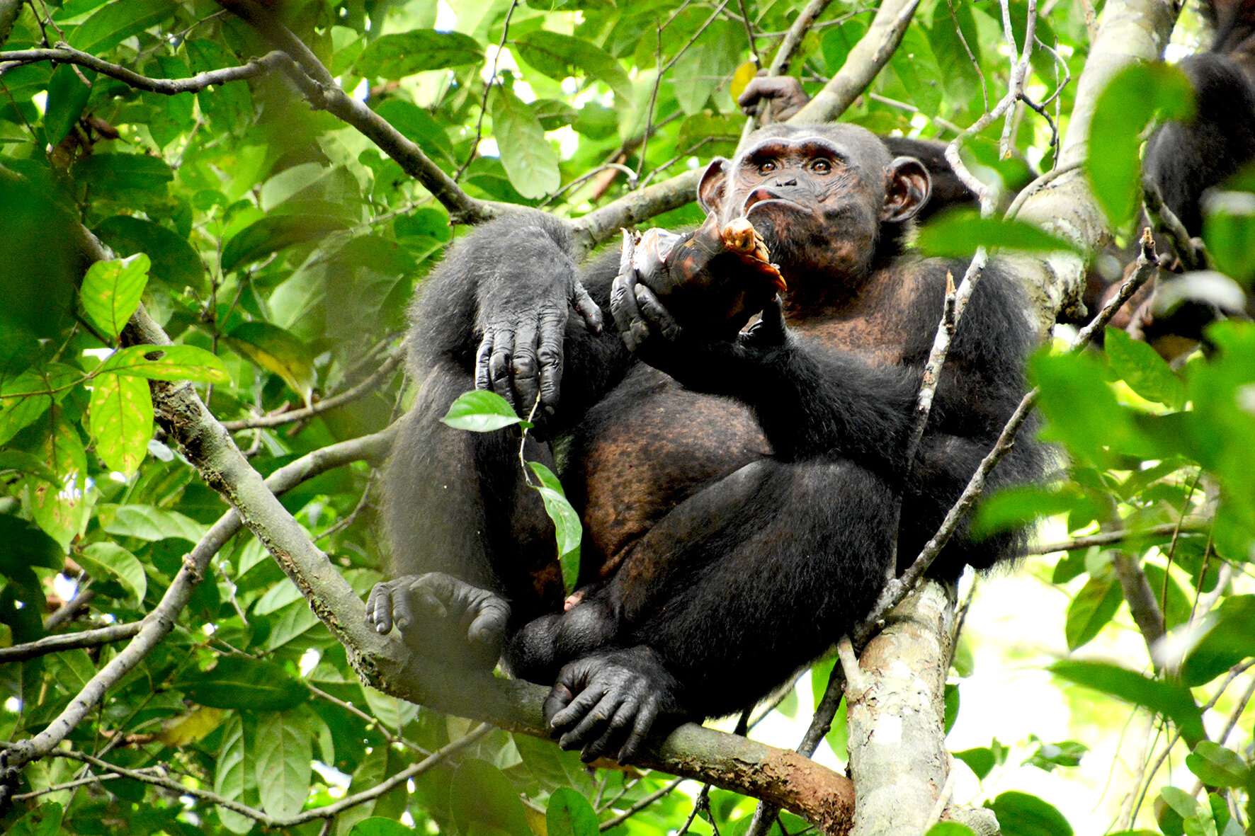 Un chimpanzé du parc national de Loango au Gabon déguste une tortue qu'il vient d'attraper. © Erwan Théleste