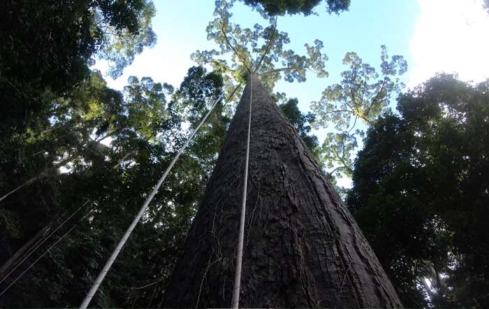 Le grimpeur malaisien Unding Jami a escaladé le plus grand arbre tropical du monde, baptisé Menara, dans la forêt de Bornéo. © Unding Jami