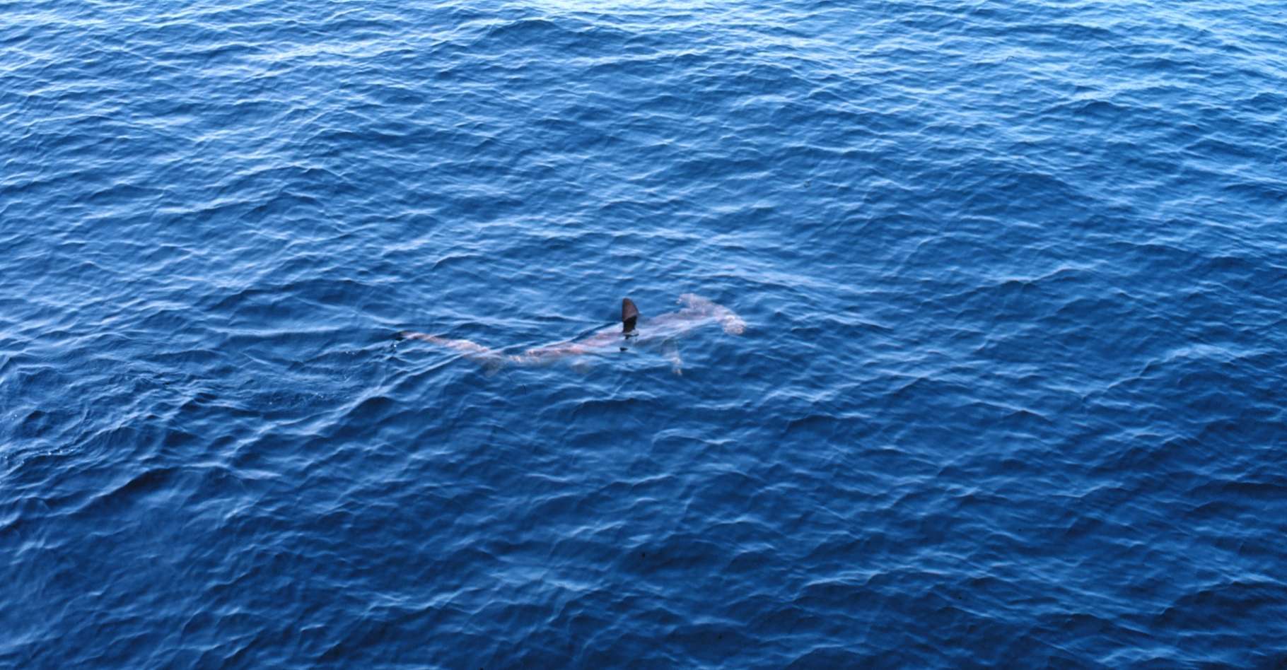 requin-marteau-irlande