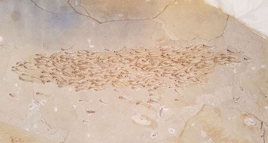 Ce banc de 257 petits poissons mesurant entre 1 à 2 cm nageait dans des lacs de l'ouest des États-Unis il y a 50 millions d'années. © Nobuaki Mizumoto et al., Proceedings of the Royal Society B., 2019