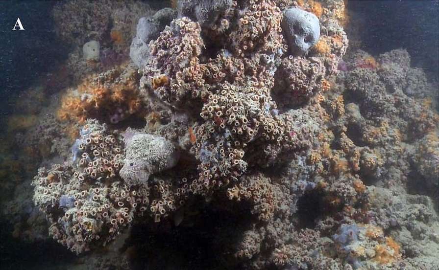 Un récif de corail exceptionnel découvert pour la première fois en Méditerranée