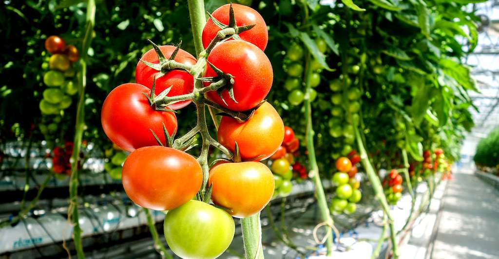 Cultivation of the aboveground tomato.  © Davehan2016, CCO