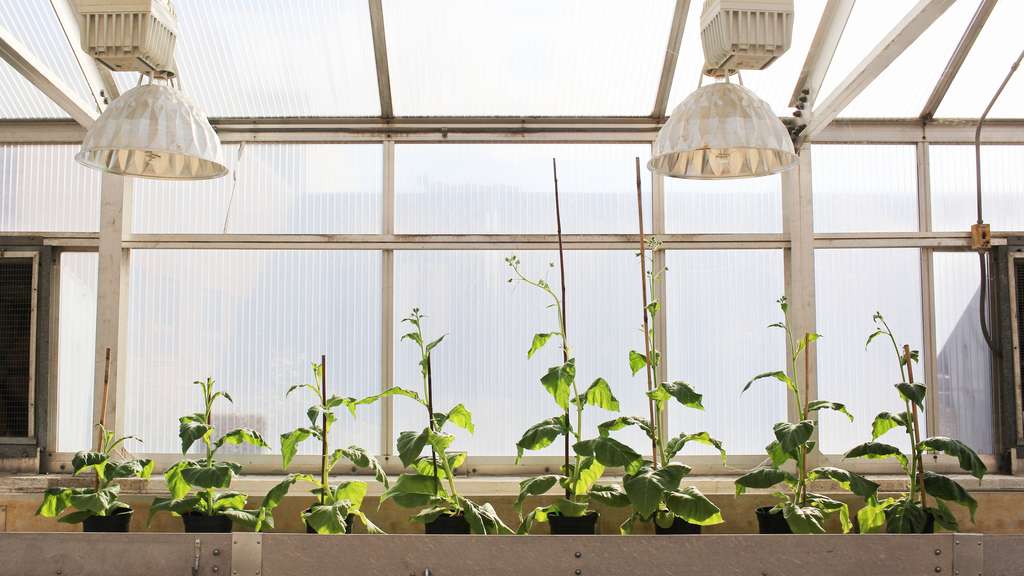 À gauche : un plant de tabac normal. À droite, les plantes de tabac génétiquement modifiés 40 % plus grands. © Claire Benjamin/Ripe Project
