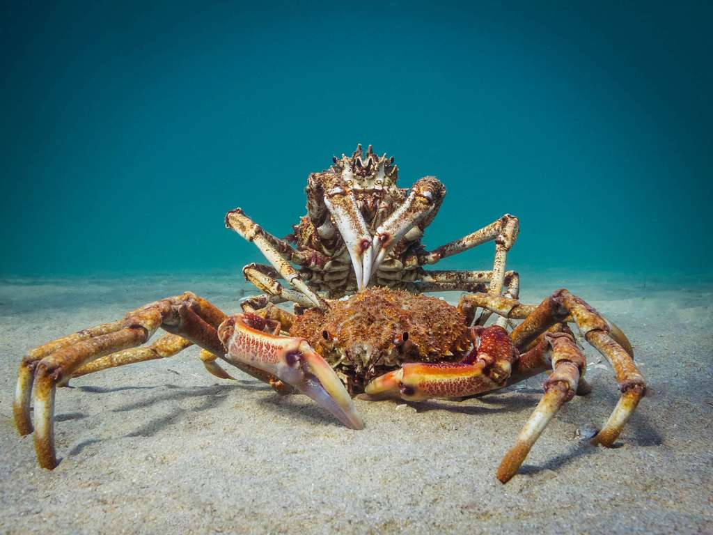 « Le crabe cannibale ». © PT Hirschfield, Ocean Art Competition 2018