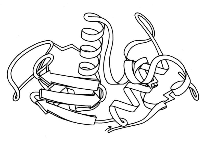Structure du lysozyme, la protéine présente dans le blanc d’œuf. © Dcrjsr, d’après un dessin de Jane Richardson, Wikimedia Commons, CC by 3.0