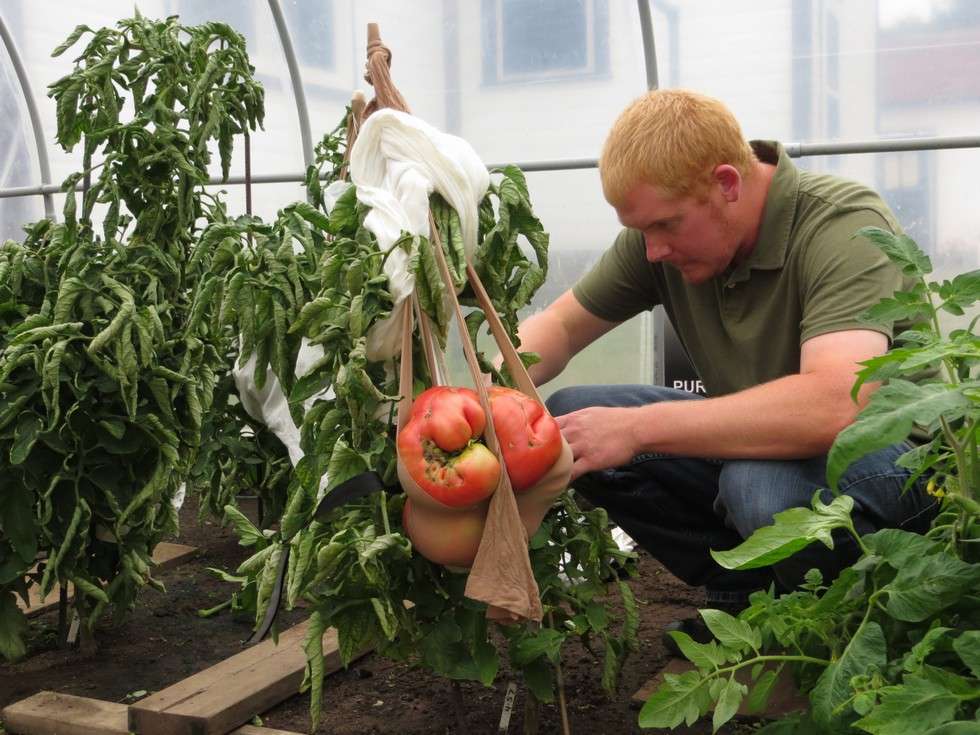 Une tomate titan. Dan MacCoy se prépare à la cueillir. © Dan MacCoy