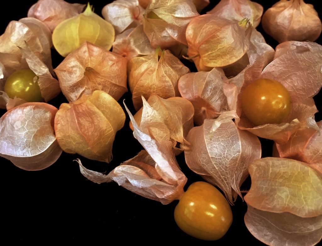 La physalis, un nouveau fruit bientôt dans nos assiettes ? © Cold Spring Harbor Laboratory