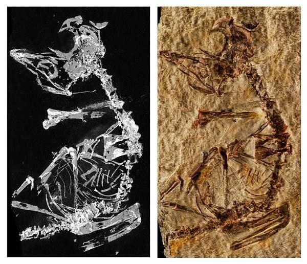 Le fossile révélé par imagerie au rayonnement synchrotron grâce au phosphore qu’il contient (à gauche) et une photographie du fossile (à droite). Il est aujourd’hui entreposé au Musée de Paléontologie de Castille-La Manche, en Espagne. © Fabien Knoll et al., 2018