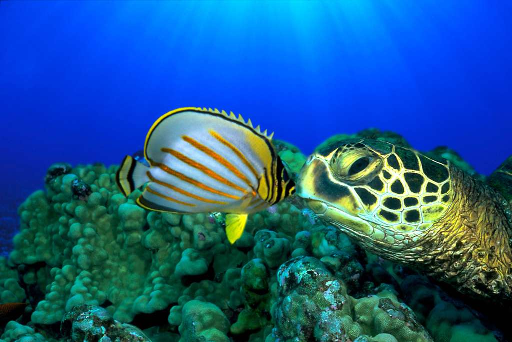 RÃ©sultat de recherche d'images pour "photo de tortue de mer"