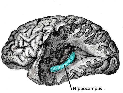 Ce schéma du cerveau permet de localiser l'hippocampe (Hippocampus), profondément ancré dans l'encéphale. Cette zone du cerveau joue un rôle central dans la mémoire. © Looie496, Wikipédia, DP